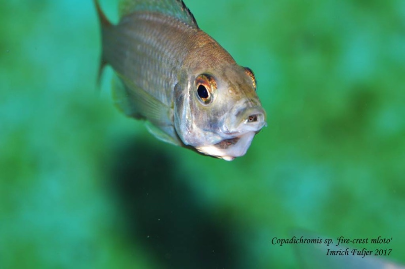 Copadichromis sp. 'firecrest' Gome